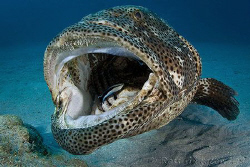 Enormouth.  Estuarine Cod and Cleaner Wrasse.  Ningaloo R... by Ross Gudgeon 